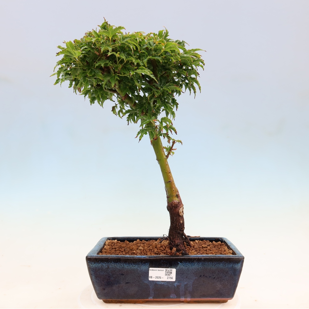 Vonkajšia bonsaj -Javorská palma Acer palmatum Shishigashira