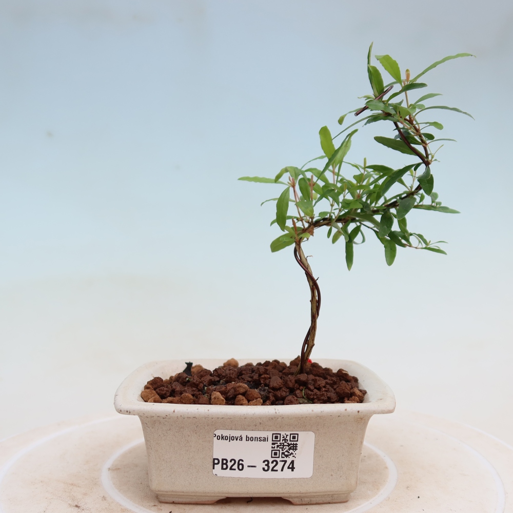 Izbový bonsaj-PUNICA granatum nana-Granátové jablko