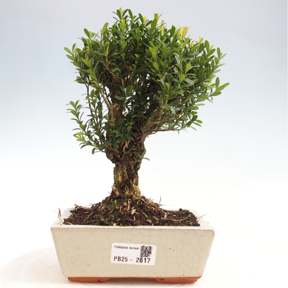 Izbová bonsai - Buxus harlandii -korkový buxus