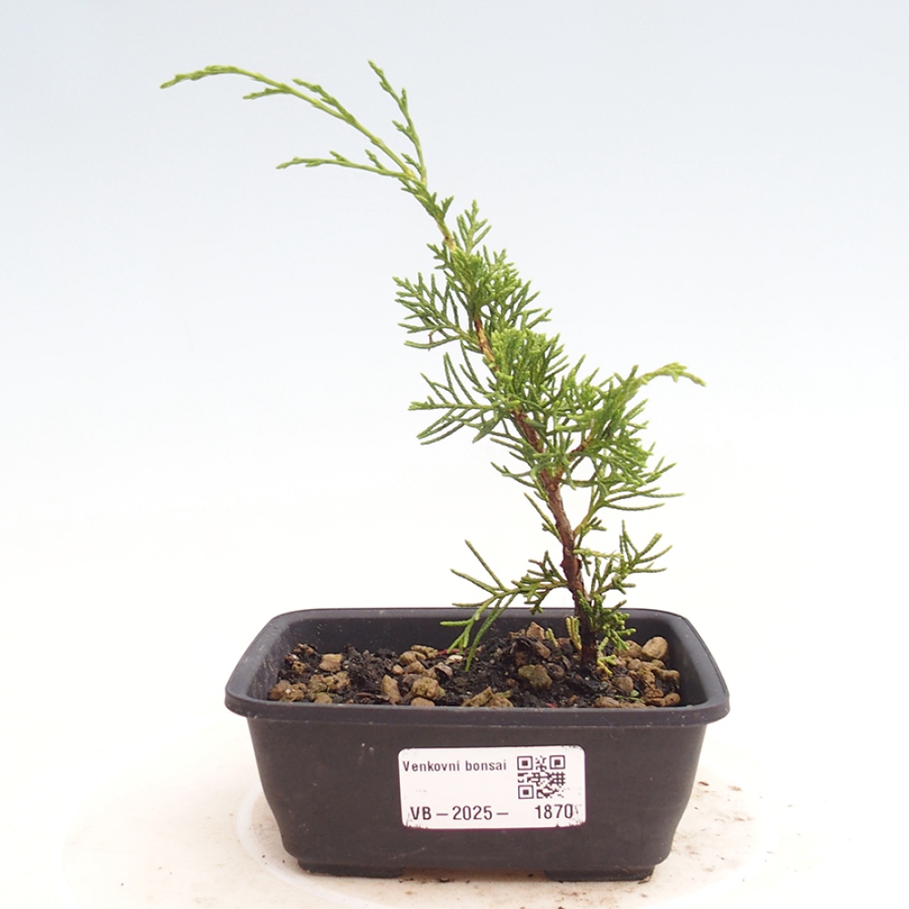 Vonkajší bonsai - Juniperus chinensis Itoigawa -Jalovec čínsky