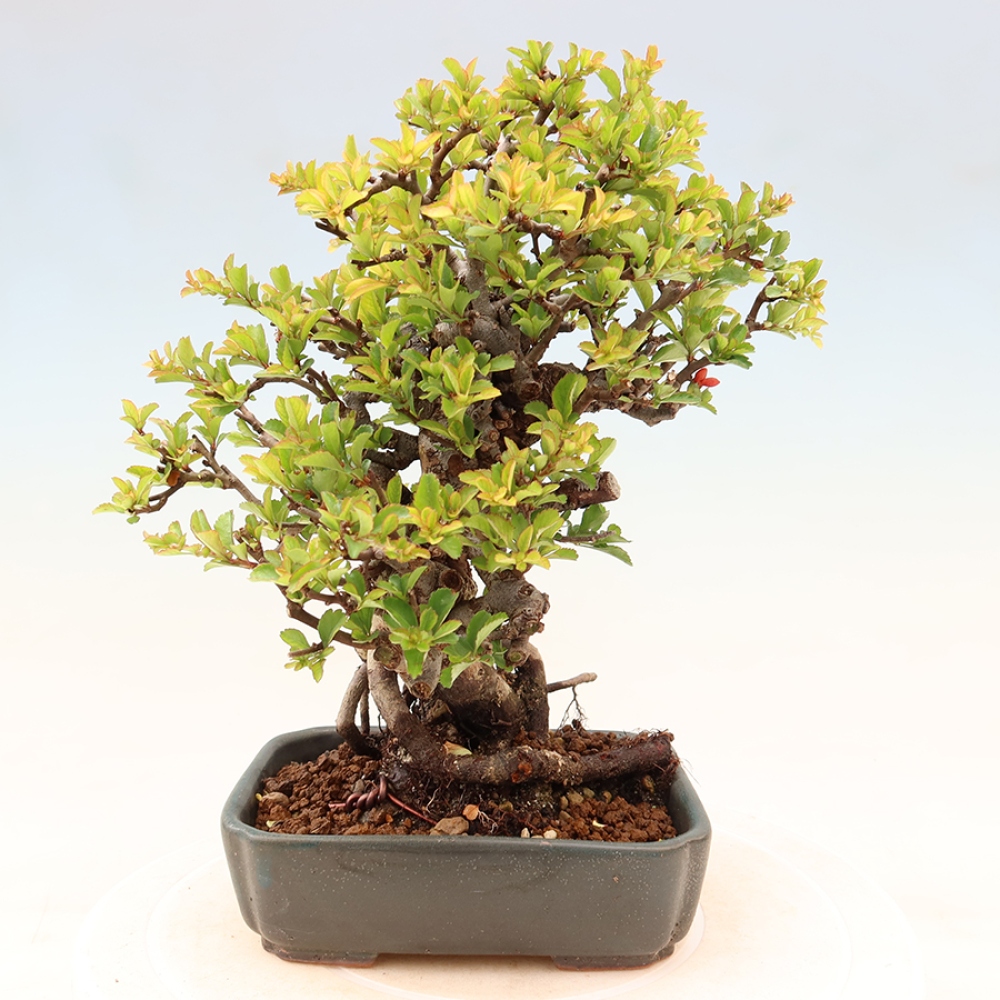 Vonkajší bonsaj - Chaneomeles speciosa Chojubai