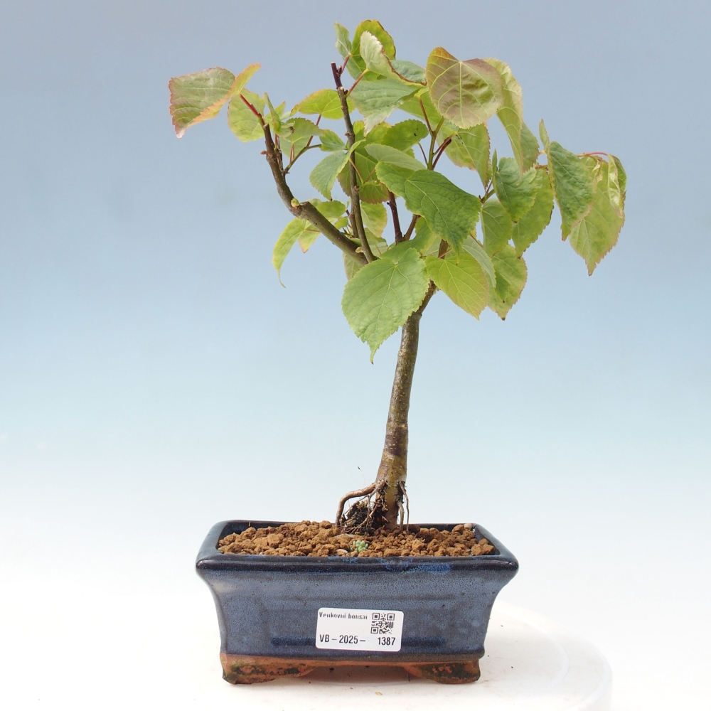 Vonkajšie bonsai - Lipa malolistá - Tilia cordata