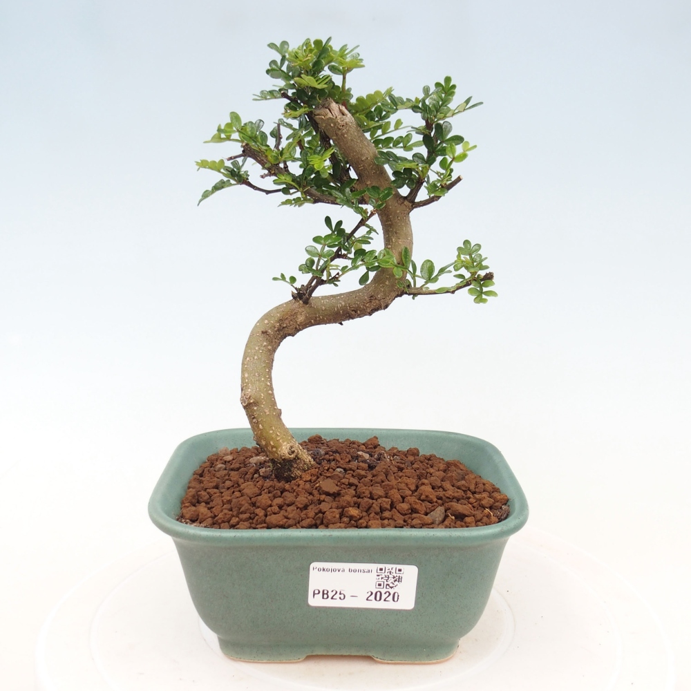 Izbová bonsai - Zantoxylum piperitum - piepor