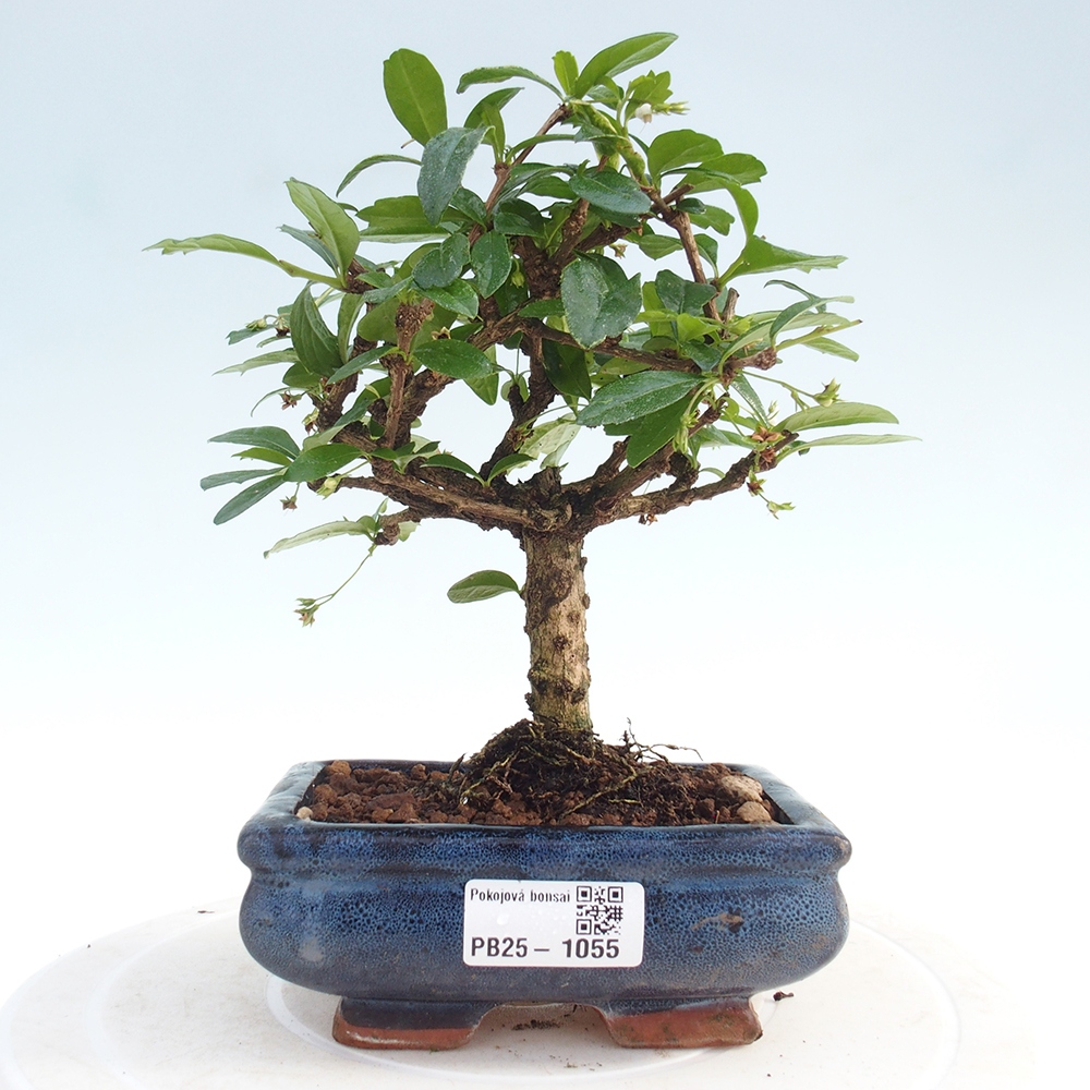 Izbová bonsai - Carmona macrophylla - Čaj fuki