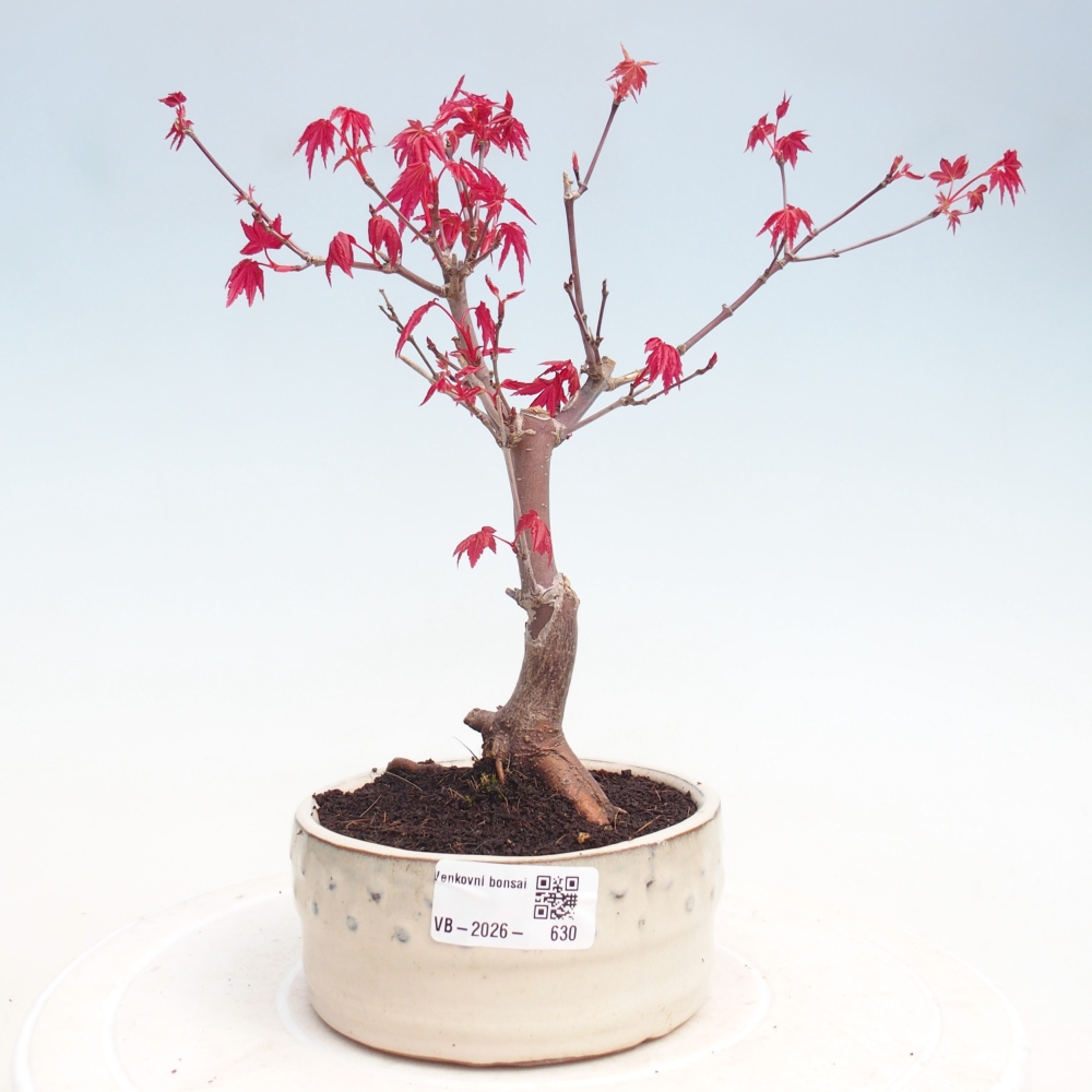Vonkajšie bonsai - Javor dlaňolistý - Acer palmatum DESHOJO