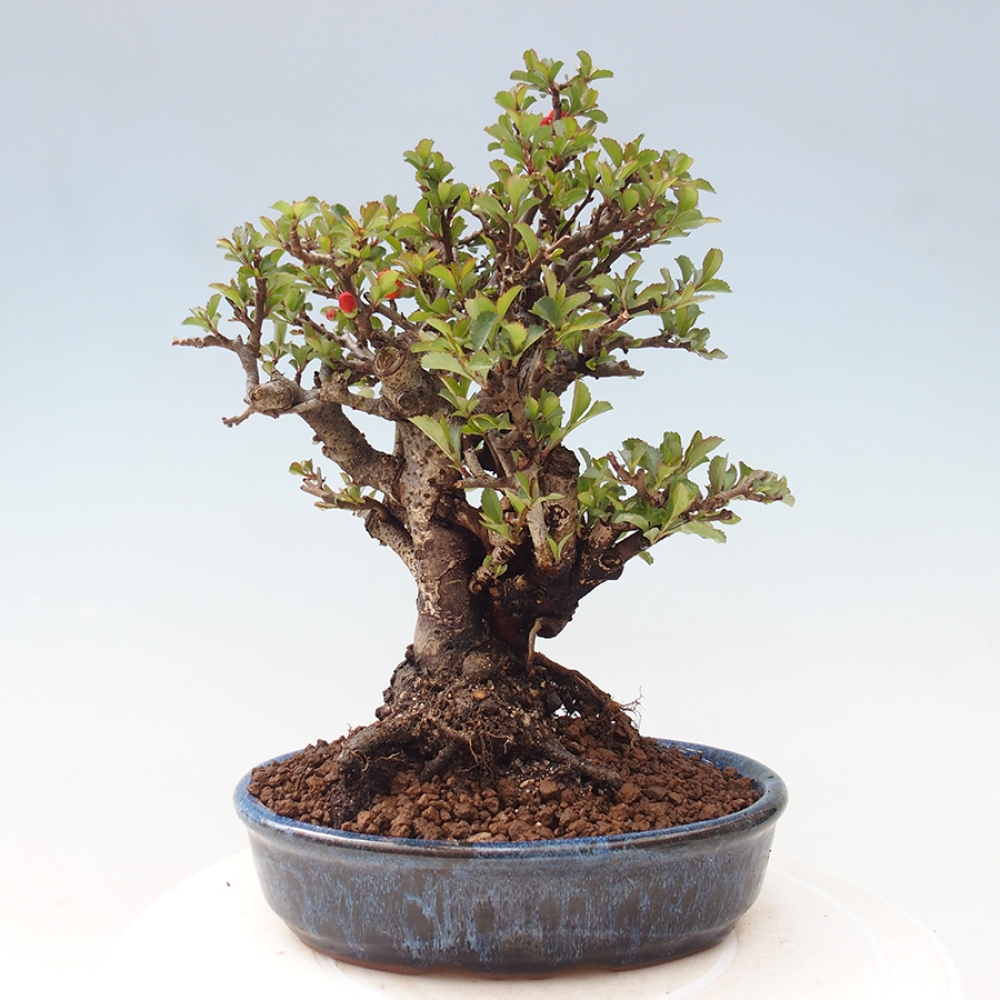 Vonkajšie bonsaje - Chaneomeles speciosa - Kdoule