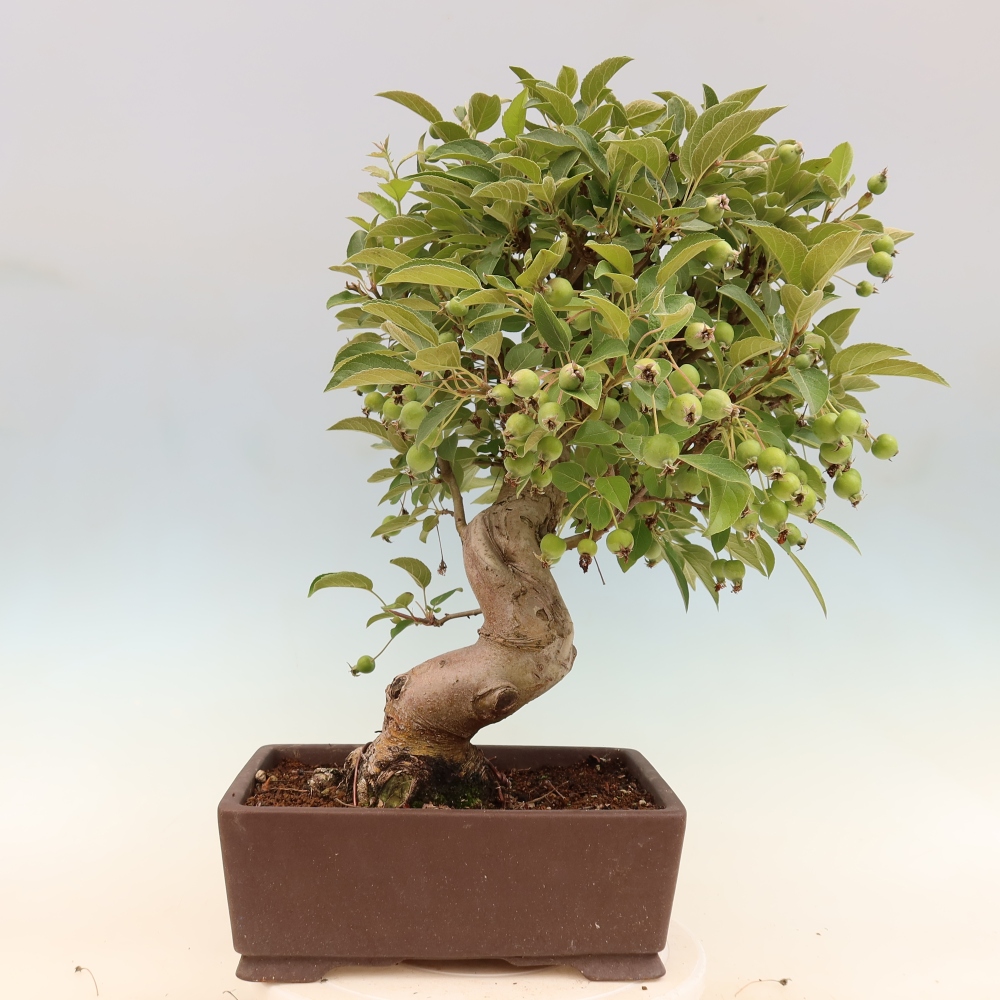 Vonkajšia bonsaj -Malus halliana - Malokvetá jabloň