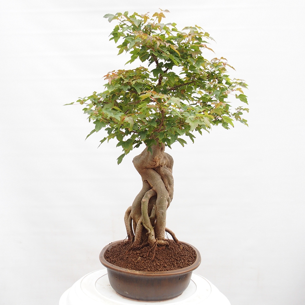 Vonkajšie bonsai - Javor Buergerianum - Javor Burgerův