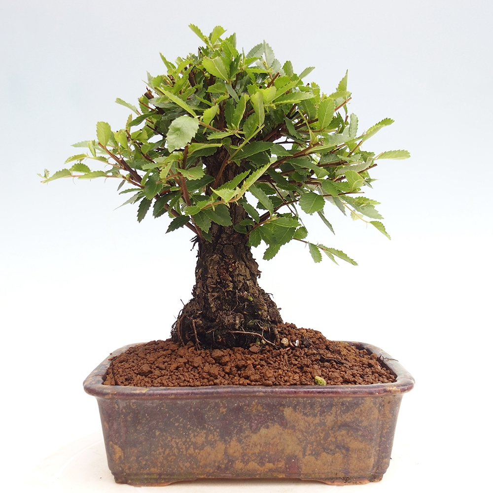 Vonkajšie bonsai - Zelkova - Zelkova Nirom