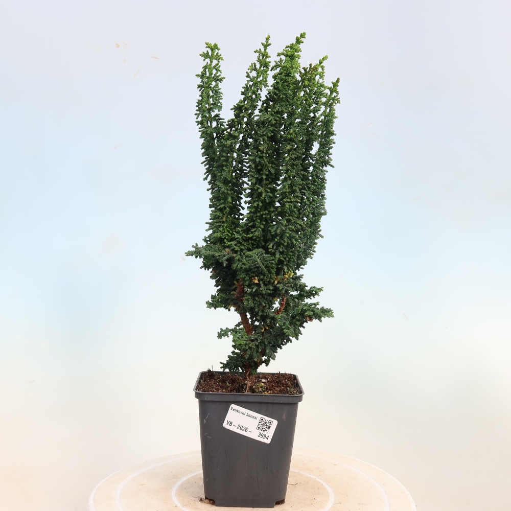 Vonkajší bonsaj - Cham. obtusa SEKKA HINOKI - Cypruštek