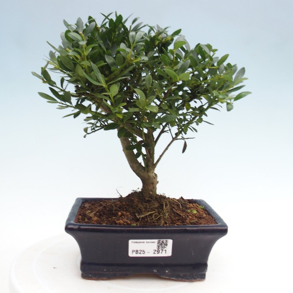 Servis bonsai - Ilex crenata - Cezmína