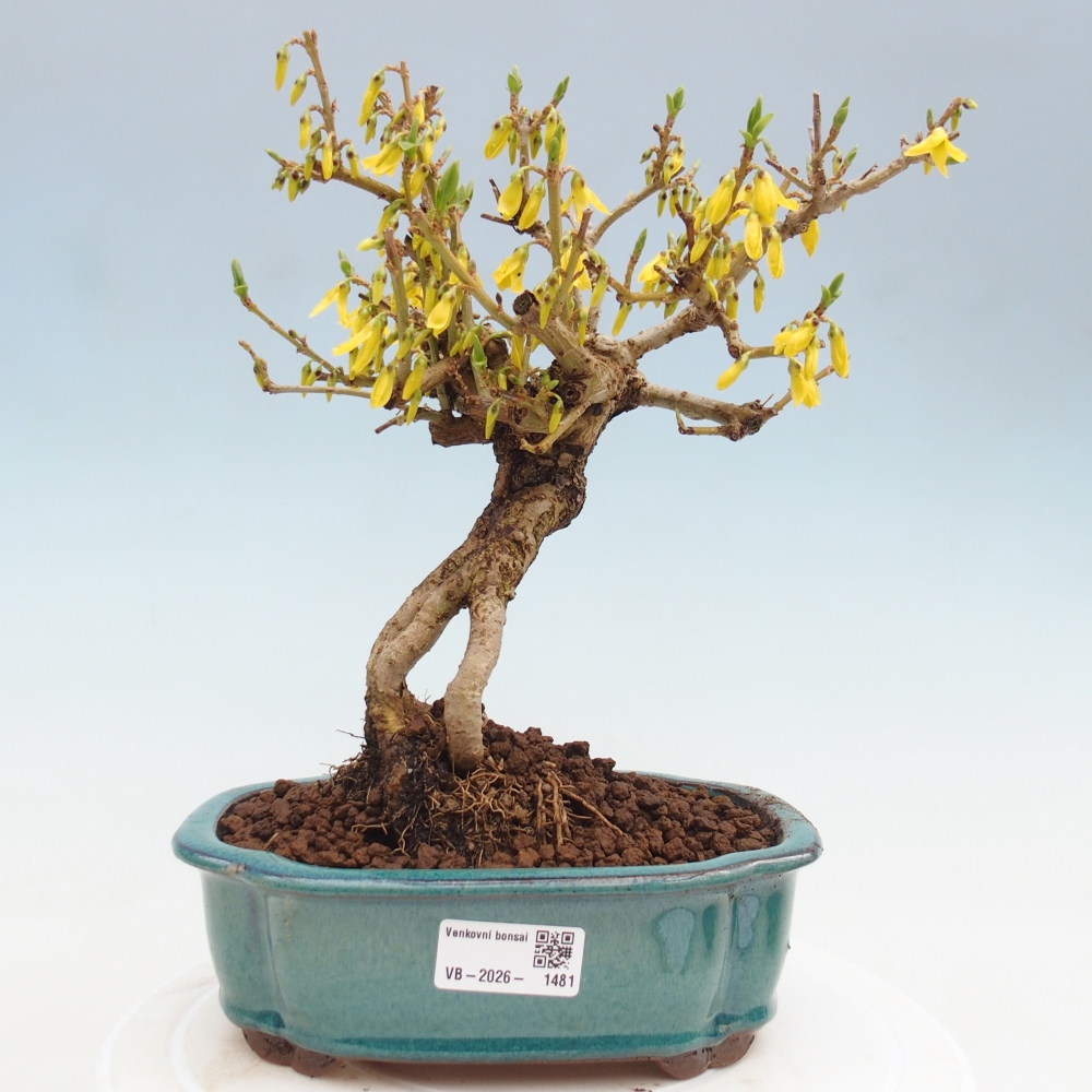 Vonkajšie bonsaje - Zlatice - Forsythia koreana