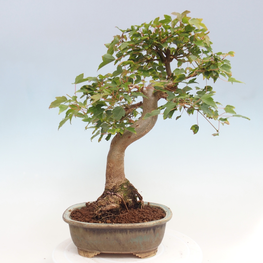 Vonkajšie bonsai - Javor Buergerianum - Javor Burgerův