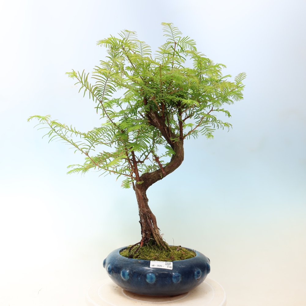 Vonkajšie bonsaje - Metasequoia glyptostroboides - čínska metasekvoja