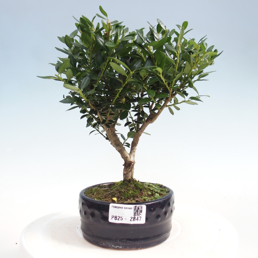 Izbová bonsai - Ilex crenata - Cezmína