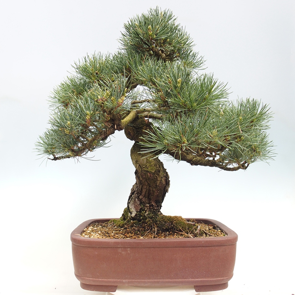 Vonkajšie bonsaje - Pinus parviflora - Pinus parviflora