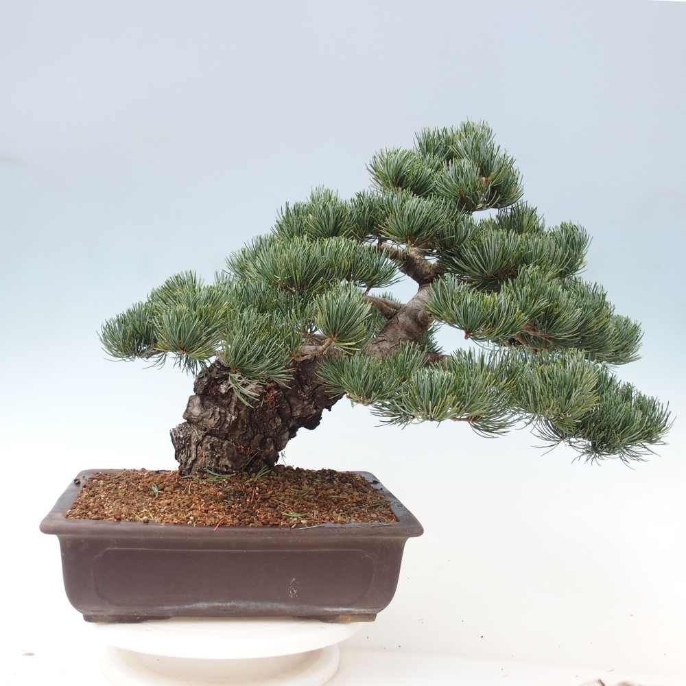 Vonkajšie bonsai - Pinus parviflora - Borovica drobnokvetá