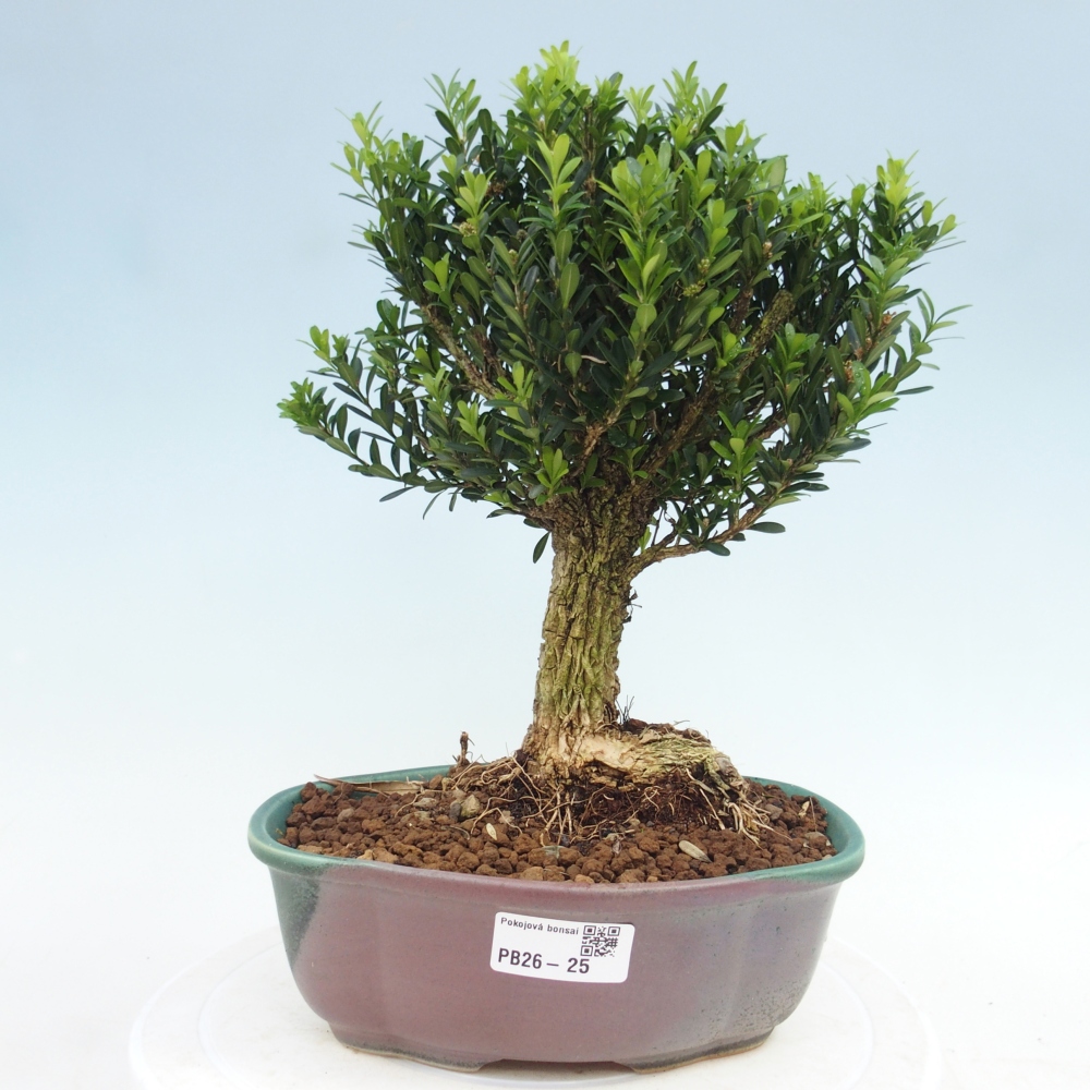 Izbové bonsaje - Buxus harlandii - korkový buxus