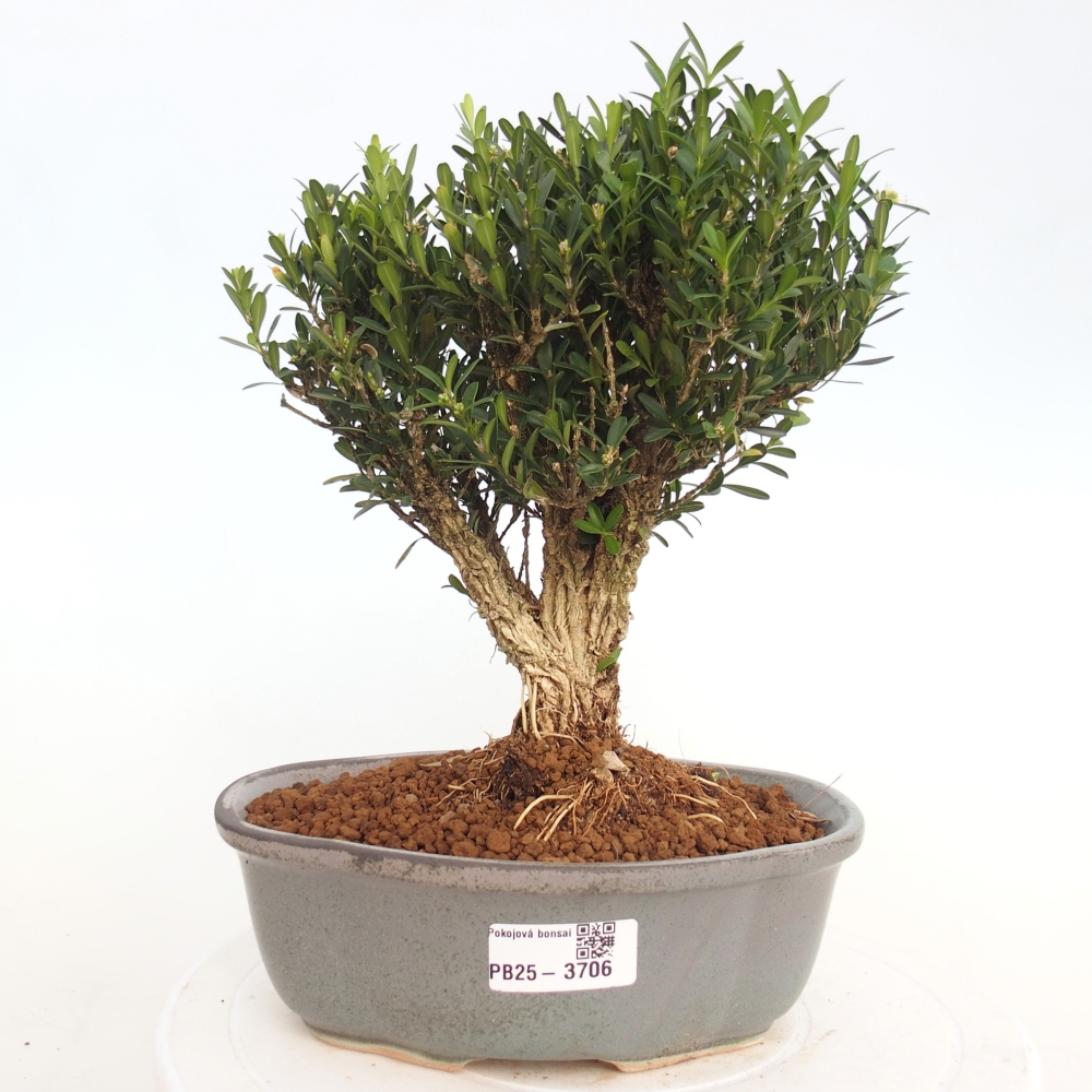Izbová bonsai - Buxus harlandii - korkový buxus