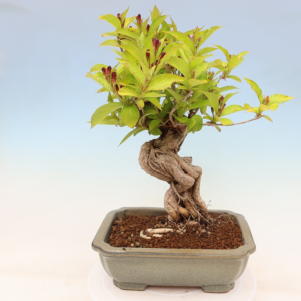 Vonkajší bonsai – Weigela subsessilis – vajgélia kórejská