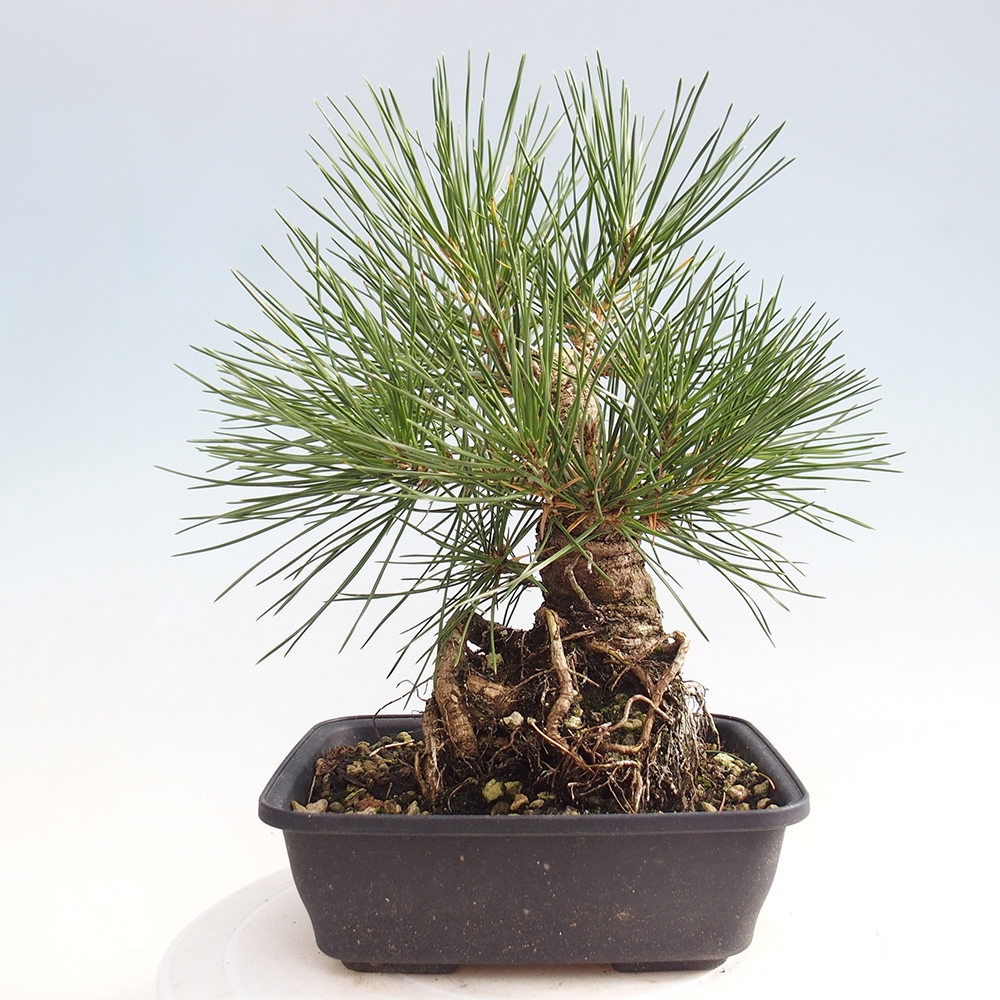 Vonkajšie bonsaje - Pinus thunbergii - borovica Thunbergova