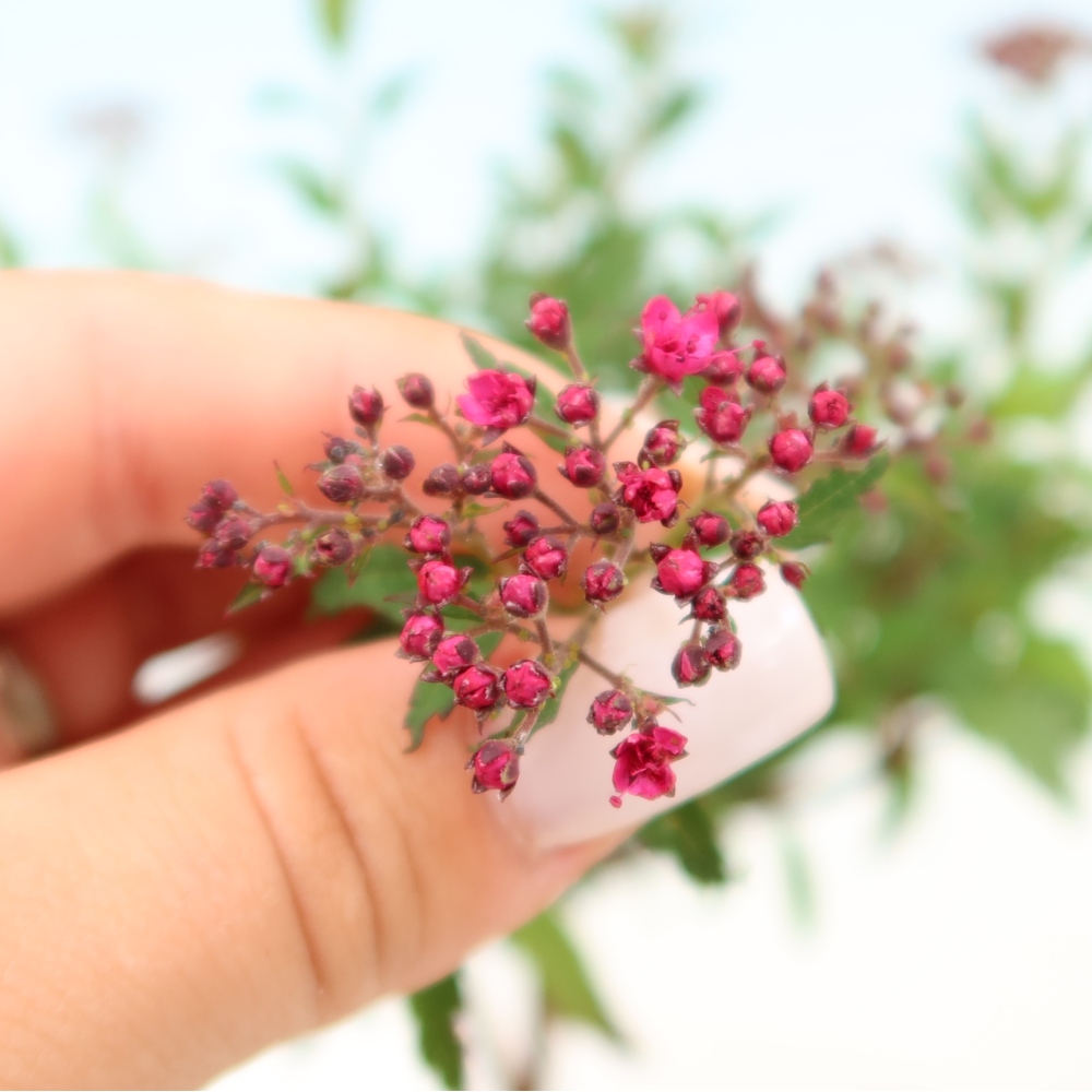Vonkajší bonsai – spirea japonská – Spirea japonica Anthony Waterer