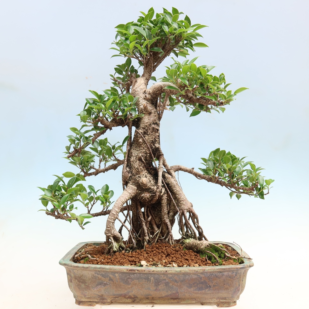 Izbové bonsaje - Ficus kimmen - drobnolistý fikus