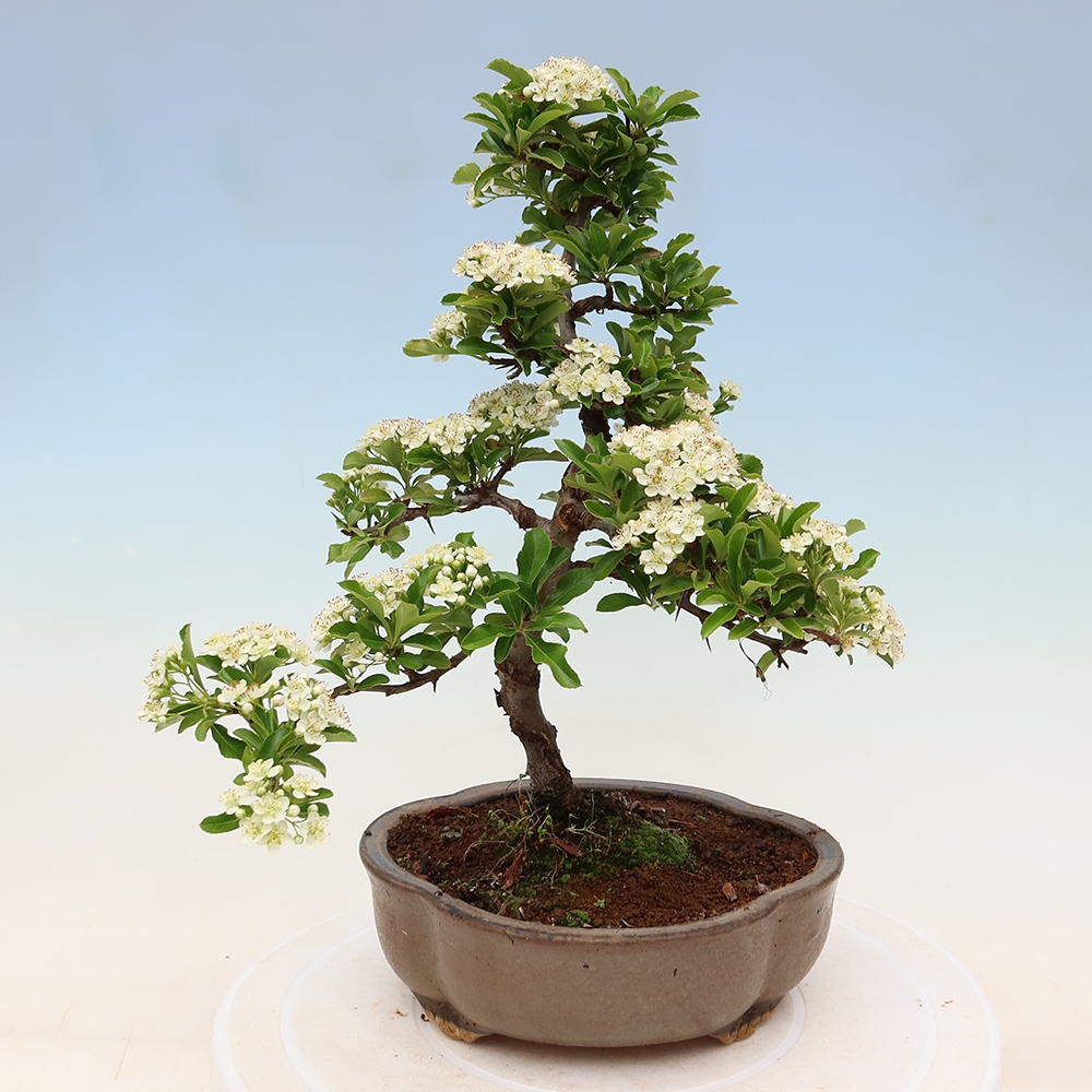 Vonkajší bonsai – Pyracantha teton – hlohovec šarlátový