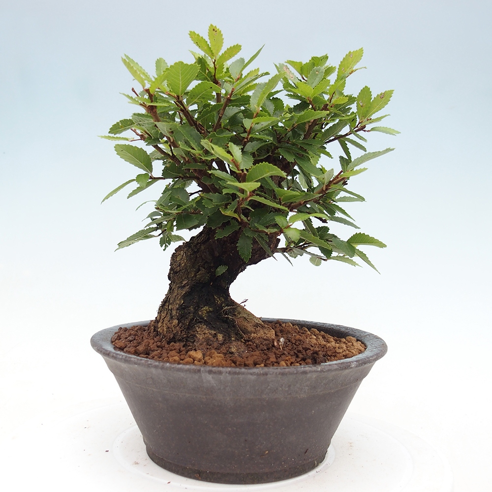 Vonkajšie bonsaje - Zelkova - Zelkova NIRE