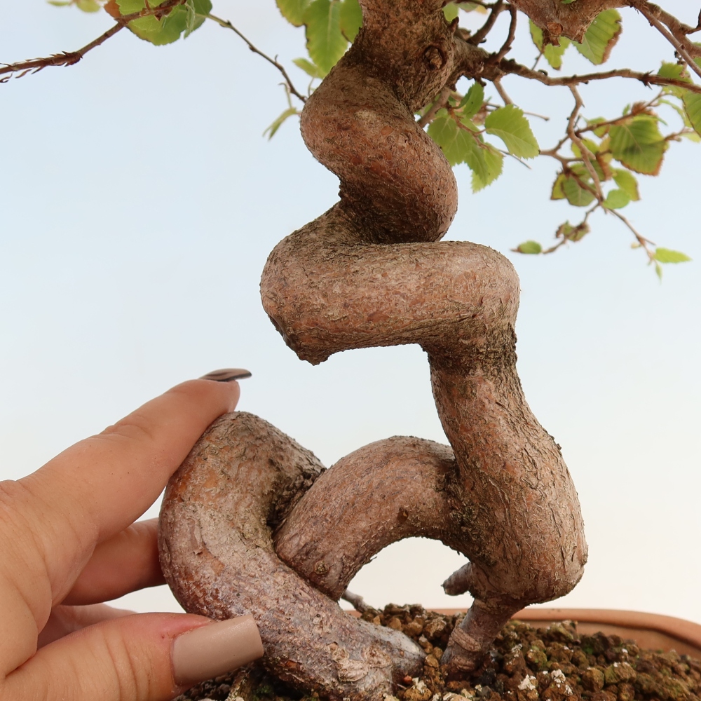 Vonkajšie bonsaje -Carpinus CARPINOIDES - Hrab kórejský