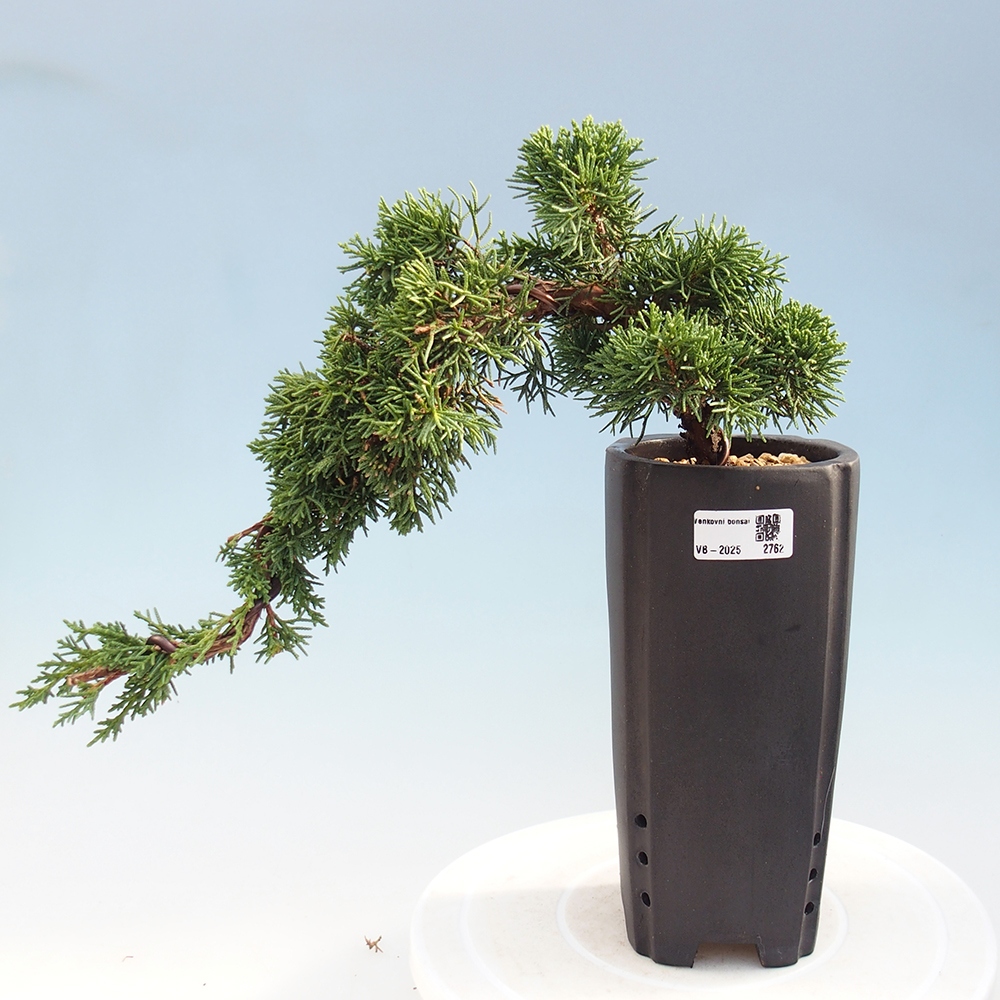 Vonkajší bonsai - Juniperus chinensis Kishu -Jalovec čínsky