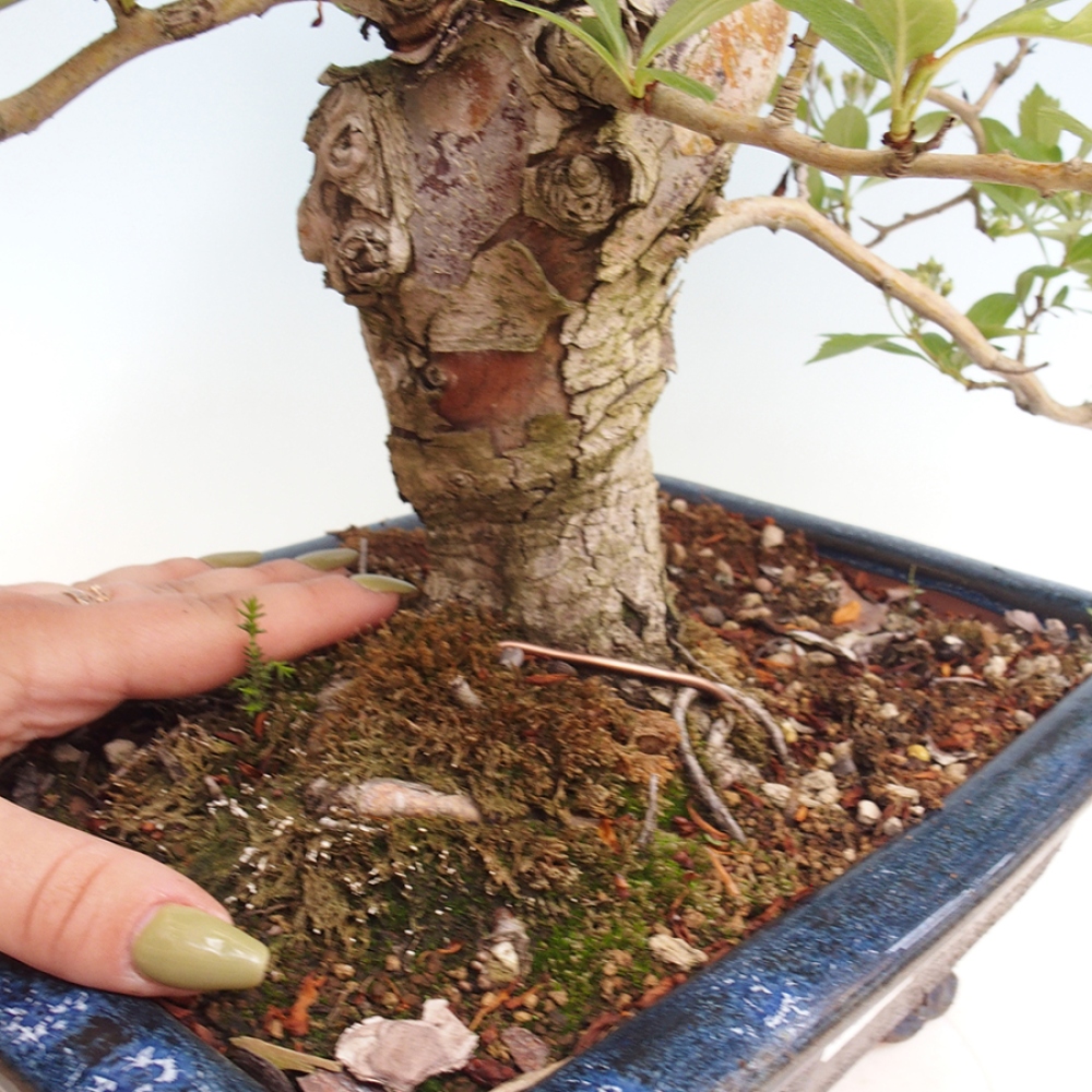 Vonkajší bonsai - Hloh klinovitý - Crataegus cuneata