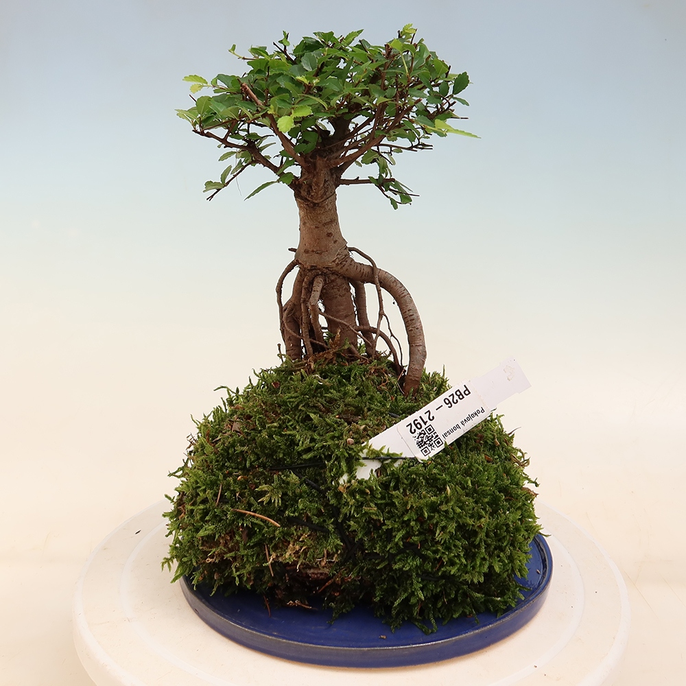 Kokedama s miskou – Ulmus parvifolia – jaseň malolistý