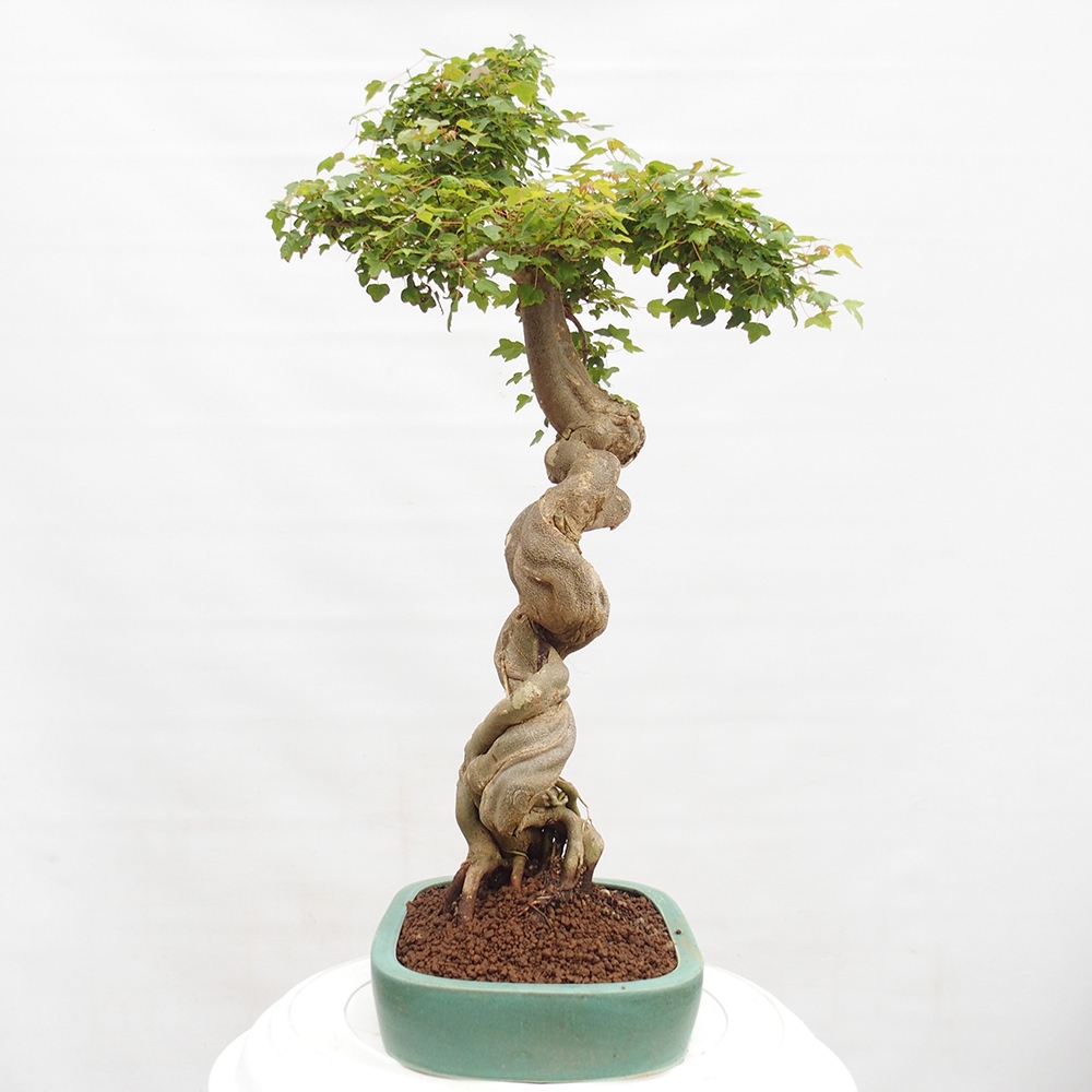 Vonkajšie bonsai - Javor Buergerianum - Javor Burgerův