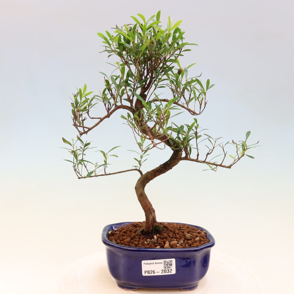 Izbové bonsaje - Syzygium - Pimento