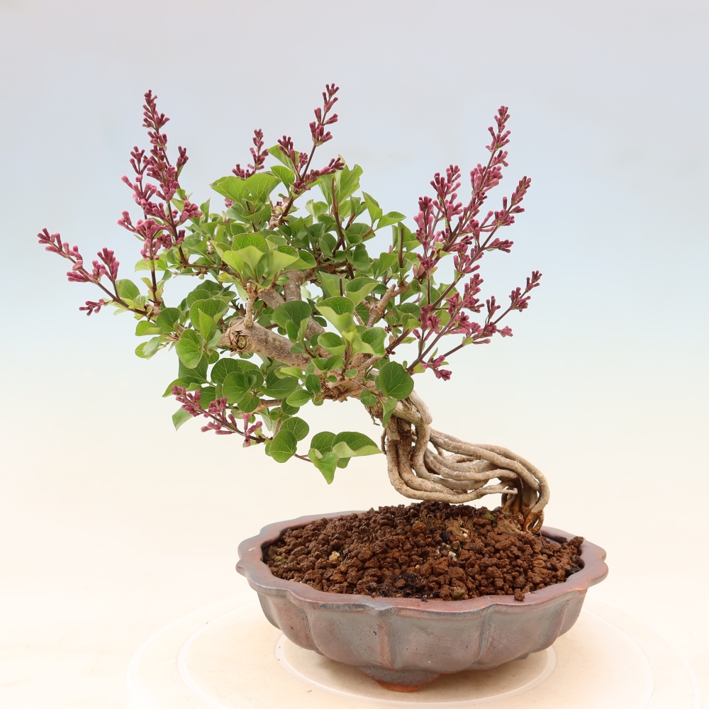 Vonkajší bonsaj - Syringa microphylla - drobnokvetý šeřík
