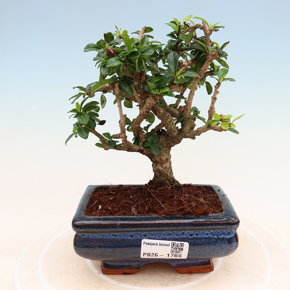 Izbové bonsaje - Carmona macrophylla - Tea fuki