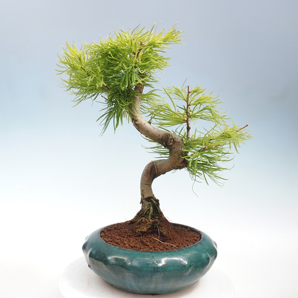 Vonkajší bonsai - Pamodrín - Pseudolarix amabis
