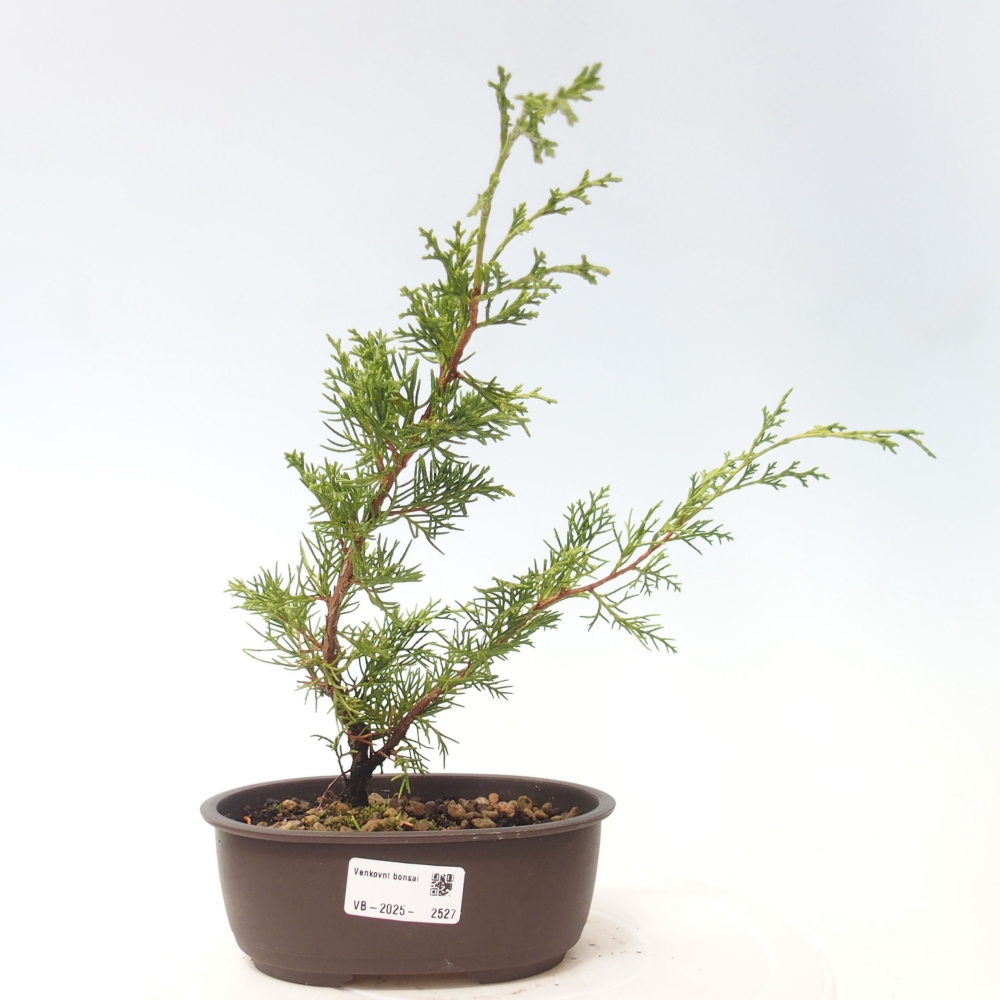 Vonkajší bonsai - Juniperus chinensis Itoigawa -Jalovec čínsky