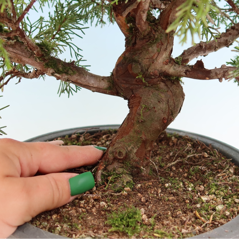 Vonkajší bonsai – Juniperus chinensis Itoigawa – čínsky jalovec