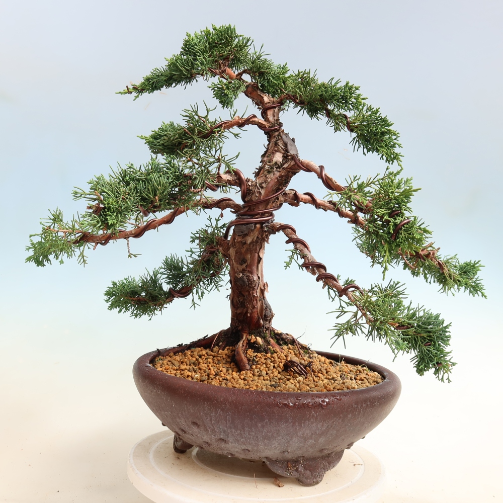 Vonkajší bonsaj - Juniperus chinensis Kishu