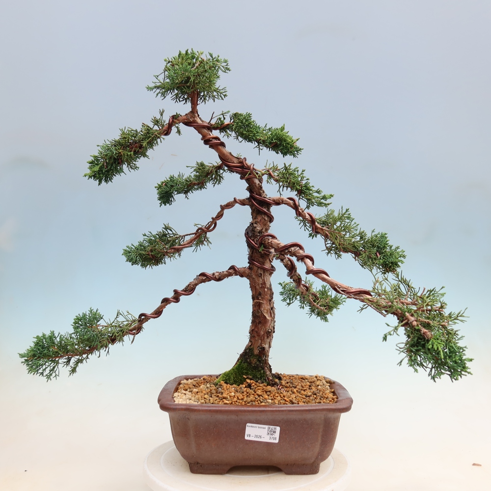 Vonkajší bonsaj - Juniperus chinensis Kishu
