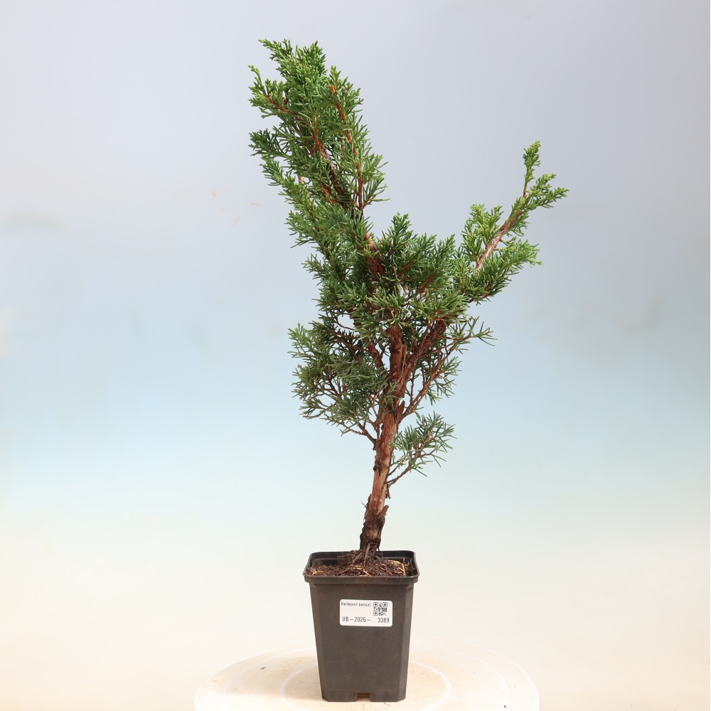 Vonkajší bonsaj - Juniperus chinensis Kishu