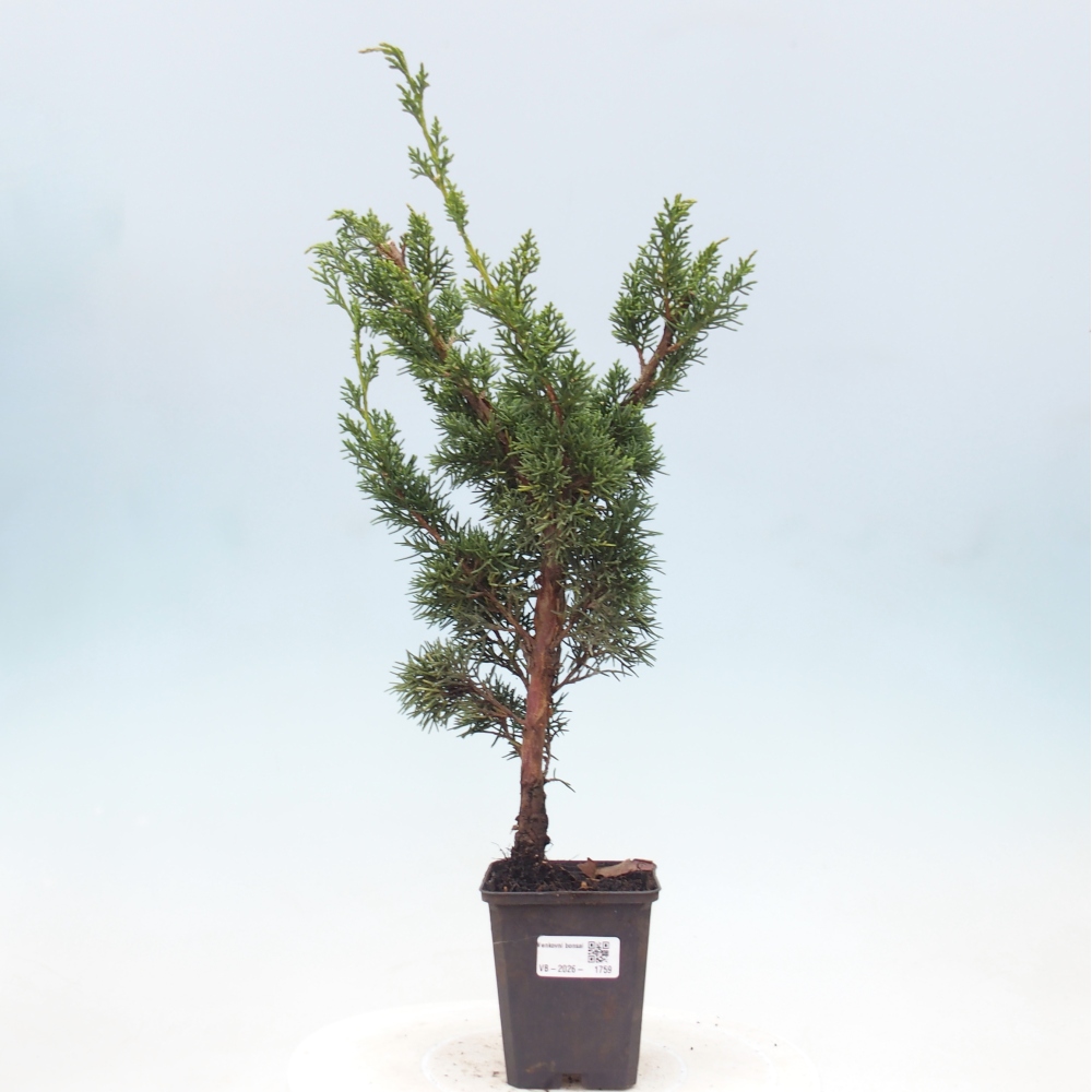Vonkajší bonsaj - Juniperus chinensis Kishu