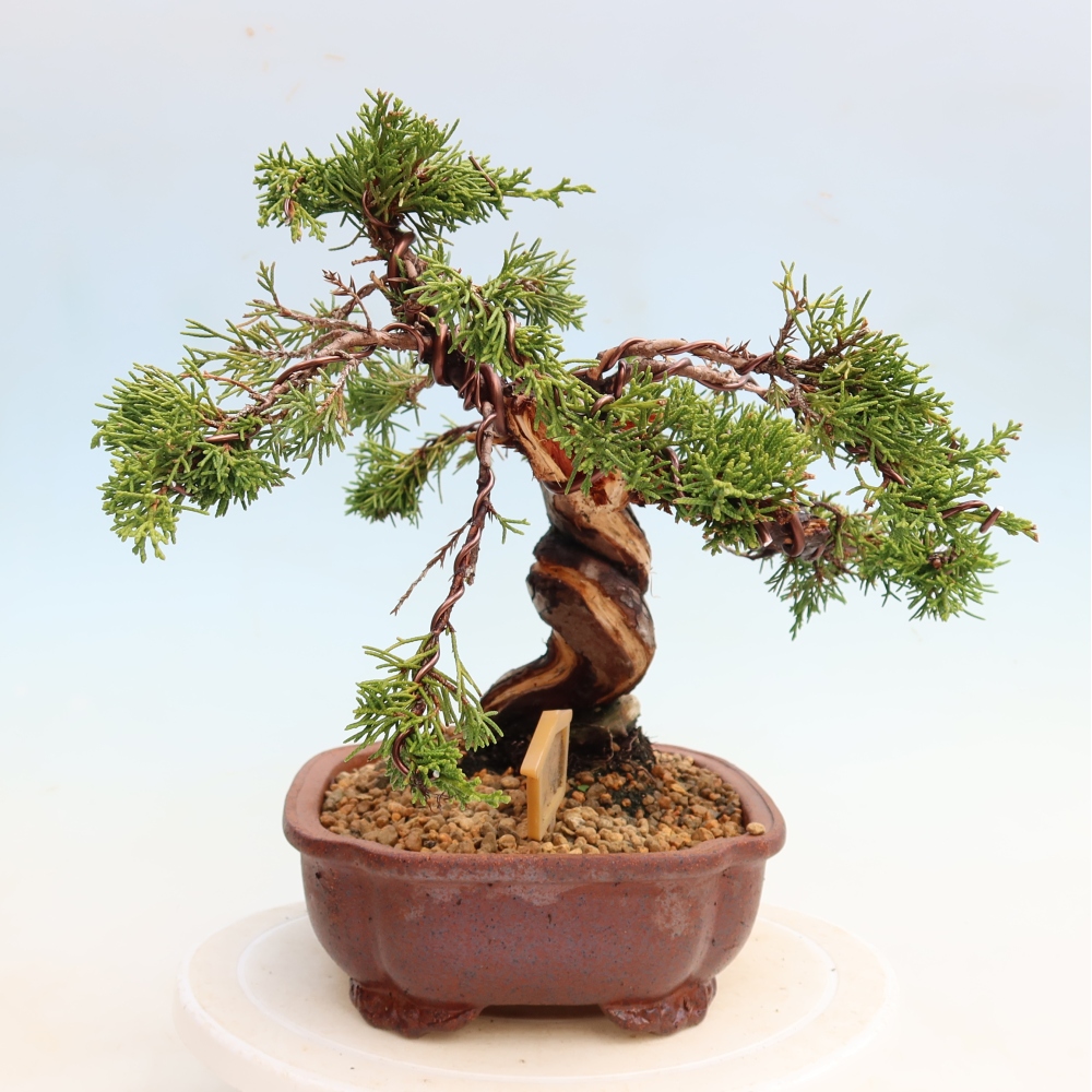 Vonkajší bonsai – Juniperus chinensis Itoigawa – čínsky jalovec