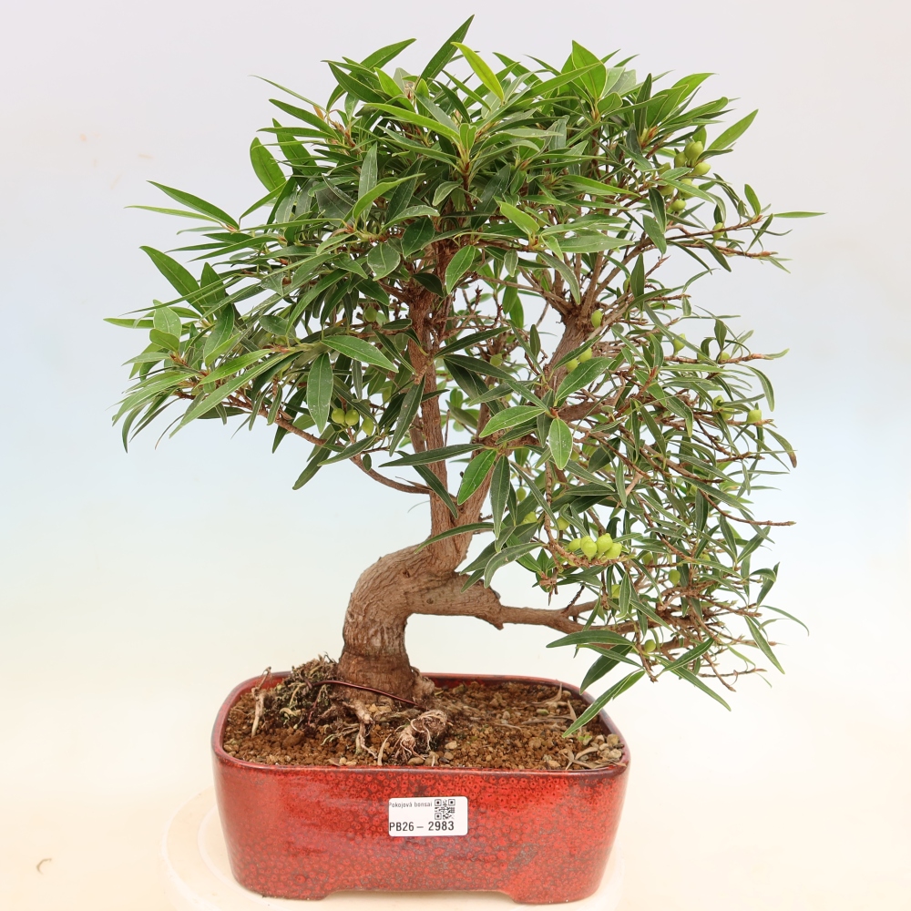 Izbové bonsaje - Ficus nerifolia - fíkus drobnolistý
