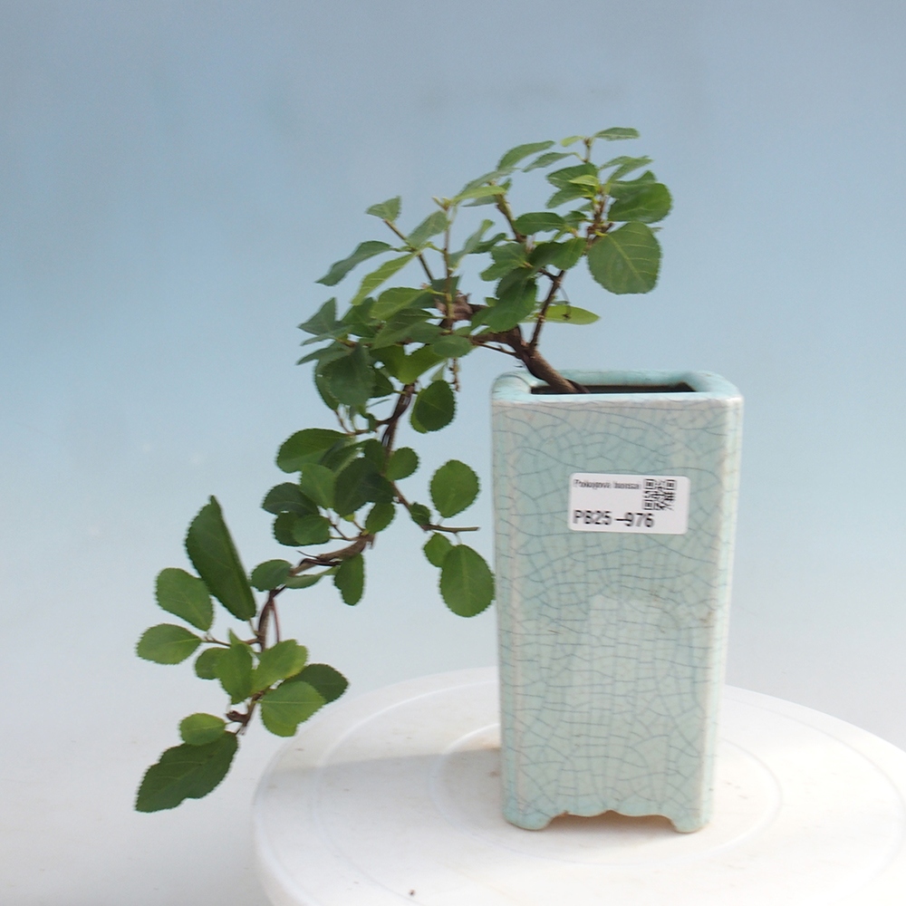 Izbová bonsai - Grewia occidentalis - Hviezdica levanduľová