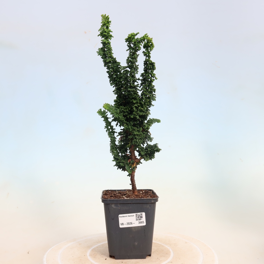 Vonkajší bonsaj - Cham. obtusa SEKKA HINOKI - Cypruštek