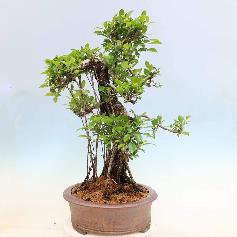 Izbové bonsaje - Ficus kimmen - drobnolistý fikus