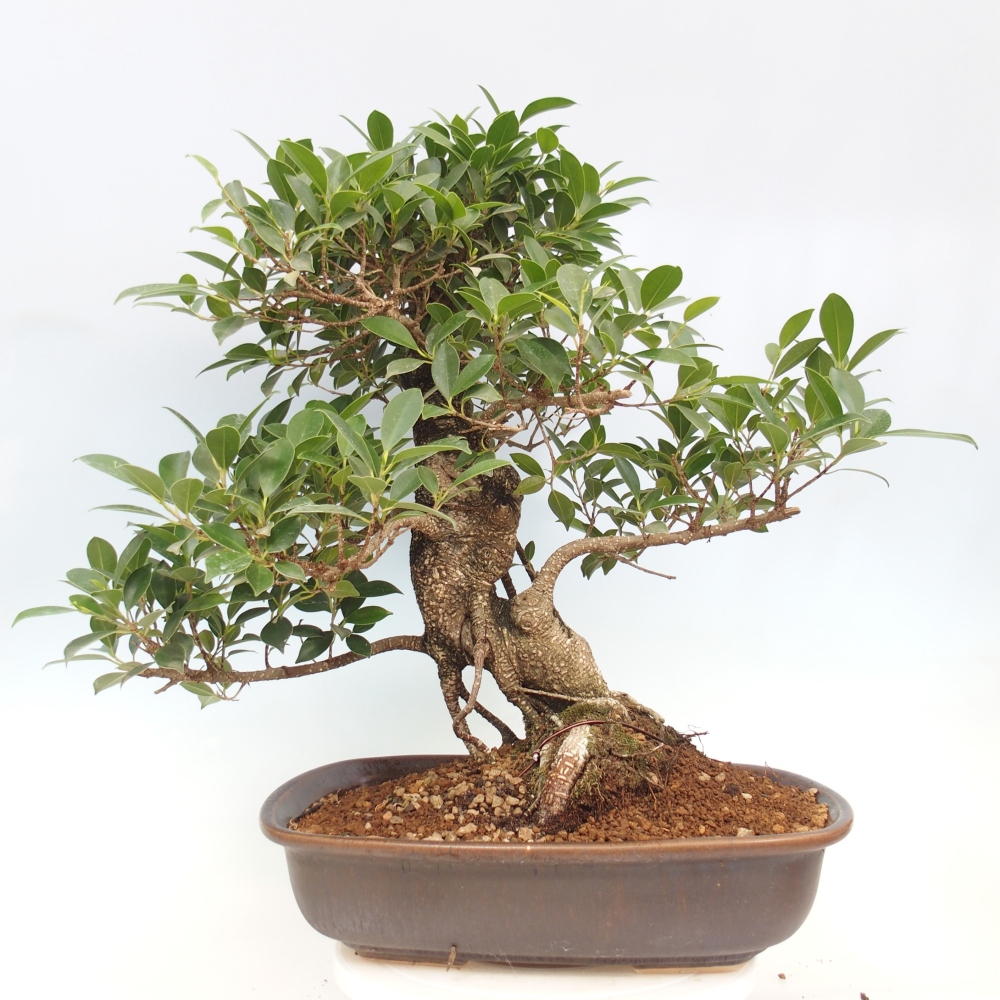 Izbový bonsaj - Ficus kimmen - drobnolistý fikus - len osobný odber alebo preprava na paletách